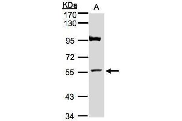 ADAMTSL1 Antikörper  (N-Term)