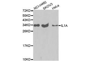 Western blot analysis of extracts of various cell lines, using IL1A antibody. (IL1A Antikörper  (AA 112-271))