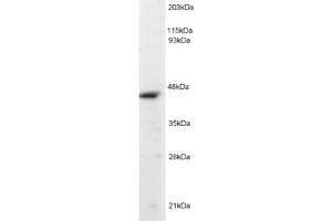 Western Blotting (WB) image for anti-Origin Recognition Complex, Subunit 4 (ORC4) (C-Term) antibody (ABIN2466042) (ORC4 Antikörper  (C-Term))