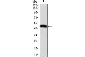 Western Blotting (WB) image for anti-Integrin beta 1 (ITGB1) antibody (ABIN1844059) (ITGB1 Antikörper)
