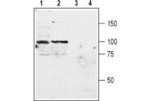 Western blot analysis of rat (lanes 1 and 3) and mouse (lanes 2 and 4) brain membranes: - 1,2. (Metabotropic Glutamate Receptor 3 Antikörper  (Extracellular, N-Term))