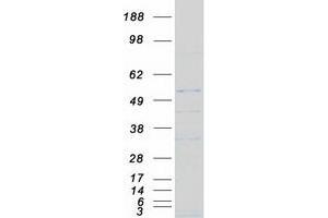 Validation with Western Blot (NKp44/NCR2 Protein (Myc-DYKDDDDK Tag))