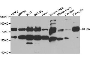 Western blot analysis of extracts of various cell lines, using KIF3A antibody (ABIN5973995) at 1/1000 dilution. (KIF3A Antikörper)