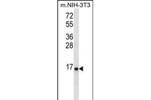 RPL23 Antibody (Center) (ABIN656509 and ABIN2845780) western blot analysis in mouse NIH-3T3 cell line lysates (35 μg/lane). (RPL23 Antikörper  (AA 49-78))