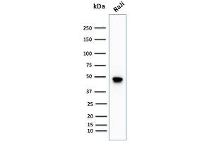 Western Blot Analysis of human Raji cell lysate using CD79a Rabbit Recombinant Monoclonal Antibody (IGA/1688R). (Rekombinanter CD79a Antikörper  (AA 202-216))