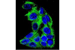 Confocal immunofluorescent analysis of ACADM Antibody (Center) (ABIN390808 and ABIN2841045) with HepG2 cell followed by Alexa Fluor 488-conjugated goat anti-rabbit lgG (green). (Medium-Chain Specific Acyl-CoA Dehydrogenase, Mitochondrial (AA 189-217) Antikörper)