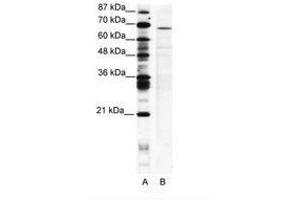 Image no. 1 for anti-PC4 and SFRS1 Interacting Protein 1 (PSIP1) (AA 311-360) antibody (ABIN202722) (PSIP1 Antikörper  (AA 311-360))