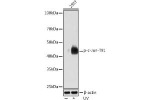 Western blot analysis of extracts of 293T cells, using Phospho-c-Jun-T91 Rabbit mAb (ABIN7268057) at 1:1000 dilution. (C-JUN Antikörper  (pThr91))