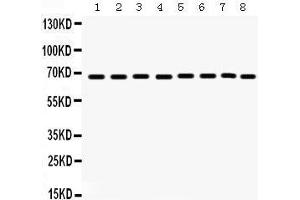 Western Blotting (WB) image for anti-Protein tyrosine Phosphatase, Non-Receptor Type 11 (PTPN11) (AA 69-99), (N-Term) antibody (ABIN3043912) (PTPN11 Antikörper  (N-Term))