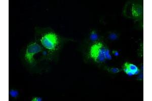Anti-PROM2 mouse monoclonal antibody (ABIN2452262) immunofluorescent staining of COS7 cells transiently transfected by pCMV6-ENTRY PROM2 (RC211605). (Prominin 2 Antikörper)