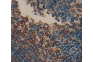 IHC-P analysis of Mouse Tissue, with DAB staining. (BCMA Antikörper  (AA 71-184))