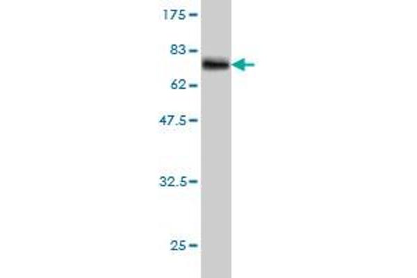 VPS72 antibody  (AA 1-364)