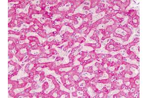 Immunohistochemistry (Paraffin-embedded Sections) (IHC (p)) image for anti-Sprouty RTK Signaling Antagonist 4 (SPRY4) (C-Term) antibody (ABIN6751254)