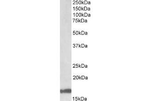 ABIN571062 (1µg/ml) staining of Human Cerebellum lysate (35µg protein in RIPA buffer). (GAL Antikörper  (Internal Region))