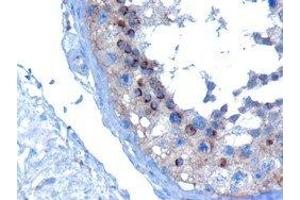 ABIN2560743 (10µg/ml) staining of paraffin embedded Human Testis. (VPS28 Antikörper  (C-Term))