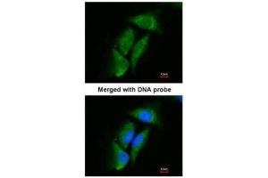 ICC/IF Image Immunofluorescence analysis of paraformaldehyde-fixed HeLa, using Dipeptidyl-peptidase 3, antibody at 1:200 dilution. (DPP3 Antikörper)