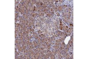 Immunohistochemical staining of human pancreas with C4orf27 polyclonal antibody  shows moderate cytoplasmic positivity in exocrine glandular cells at 1:200-1:500 dilution. (C4ORF27 Antikörper)