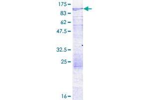 Image no. 1 for ProSAP-Interacting Protein 1 (PROSAPIP1) (AA 1-673) protein (GST tag) (ABIN1316372) (ProSAPiP1 Protein (AA 1-673) (GST tag))