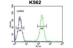Flow Cytometric analysis of K562 cells using PAX1 Antibody (C-term) Cat.