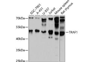 Western blot analysis of extracts of various cell lines, using TR antibody (ABIN1683118, ABIN3015094, ABIN3015095 and ABIN6213637) at 1:3000 dilution. (TRAF1 Antikörper  (AA 217-416))