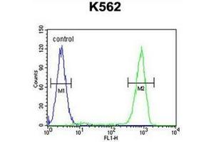 Flow cytometric analysis of K562 cells using OC90 Antibody (Center) Cat. (OC90 Antikörper  (Middle Region))