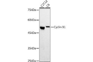 Western blot analysis of extracts of various cell lines, using Cyclin B1 antibody (ABIN7266555) at 1:500 dilution. (Cyclin B1 Antikörper  (C-Term))