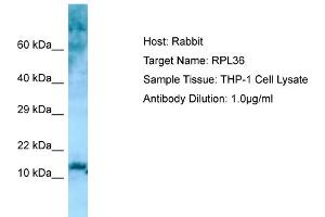 Host: RabbitTarget Name: RPL36Antibody Dilution: 1.