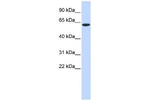 LINGO4 antibody used at 1 ug/ml to detect target protein. (LINGO4 Antikörper  (Middle Region))