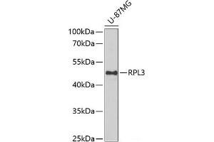 Western blot analysis of extracts of U-87MG cells using RPL3 Polyclonal Antibody at dilution of 1:1000. (RPL3 Antikörper)