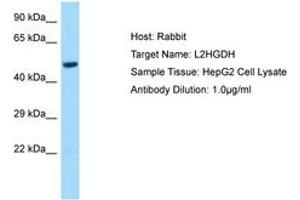 Image no. 1 for anti-L-2-Hydroxyglutarate Dehydrogenase (L2HGDH) (AA 211-260) antibody (ABIN6749991)