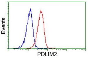 Image no. 2 for anti-PDZ and LIM Domain 2 (PDLIM2) antibody (ABIN1500126) (PDLIM2 Antikörper)