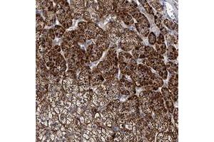 Immunohistochemical staining of human adrenal gland with PANX2 polyclonal antibody  shows strong cytoplasmic positivity in cortical cells.