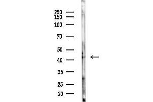 Western blot analysis of lysates from 293 cells(LPS,4h treatment), using APO Antibody at 1/1000 dilution.