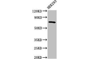 Western Blot Positive WB detected in: HEK293 whole cell lysate All lanes: AACS antibody at 2. (AACS Antikörper  (AA 435-598))