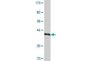 Western Blot detection against Immunogen (37. (WWP1 Antikörper  (AA 152-260))