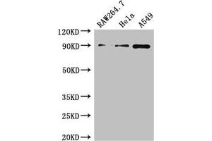 Western Blot Positive WB detected in: RAW264. (TNFAIP3 Antikörper  (AA 97-183))