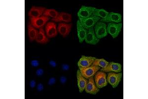 ABIN7094552 and ABIN7098601 staining Hela cells by IF/ICC. (Endomucin Antikörper  (C-Term))