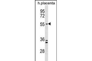 PD5 Antibody (N-term) (ABIN1538868 and ABIN2849912) western blot analysis in human placenta tissue lysates (35 μg/lane).