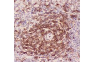 Anti-CD43 Picoband antibody, IHC(P) IHC(P): Rat Spleen Tissue