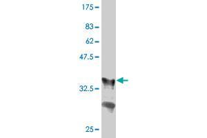 Western Blot detection against Immunogen (36. (GRB10 Antikörper  (AA 61-150))
