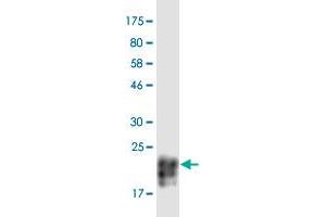 Western Blotting (WB) image for anti-Tumor Necrosis Factor (Ligand) Superfamily, Member 15 (TNFSF15) (AA 72-251) antibody (ABIN2752599)