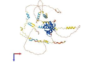 NUMBL Protein (AA 1-604) (His tag)
