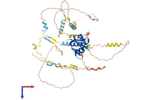 NUMBL Protein (AA 1-604) (His tag)