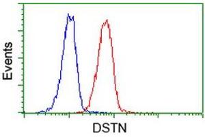 Image no. 11 for anti-Destrin (Actin Depolymerizing Factor) (DSTN) antibody (ABIN1497910) (Destrin Antikörper)