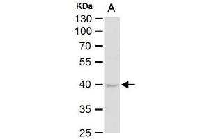 WB Image DUSP6 antibody [N2C3] detects DUSP6 protein by western blot analysis. (DUSP6 Antikörper)