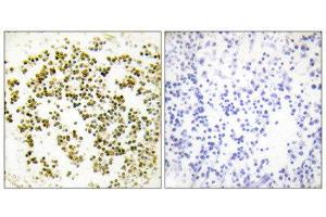 Immunohistochemistry (IHC) image for anti-Musculin (MSC) (C-Term) antibody (ABIN1849010) (Musculin Antikörper  (C-Term))