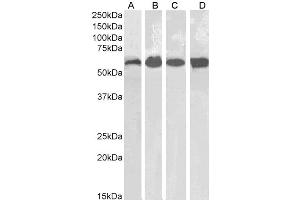 Catalase Antikörper  (Internal Region)