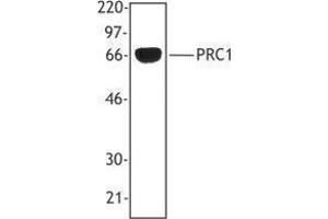 Western Blotting (WB) image for anti-Protein Regulator of Cytokinesis 1 (PRC1) antibody (ABIN2665339) (PRC1 Antikörper)