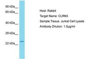 Image no. 1 for anti-Clarin 3 (CLRN3) (AA 151-200) antibody (ABIN6750827) (Clarin 3 Antikörper  (AA 151-200))