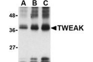 Western blot analysis of (A) 5 ng, (B) 25 ng and (C) 50 ng of recombinant TWEAK with this product at 1 μg/ml. (TWEAK Antikörper)